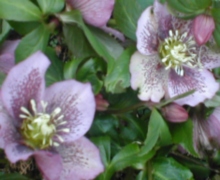 Hellaborus orientalis - Abriachan Nurseries